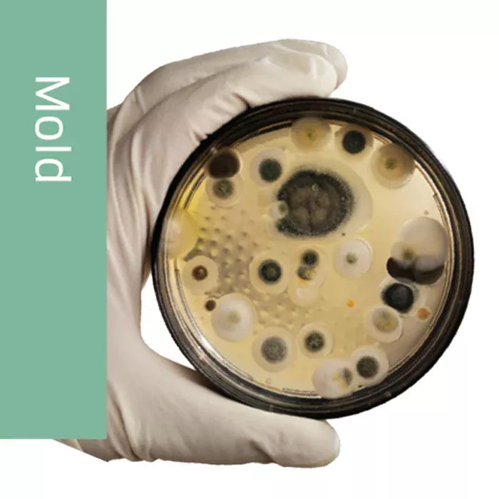 Allergy Test for Candida Albicans Allergy Mold Extract 10mL