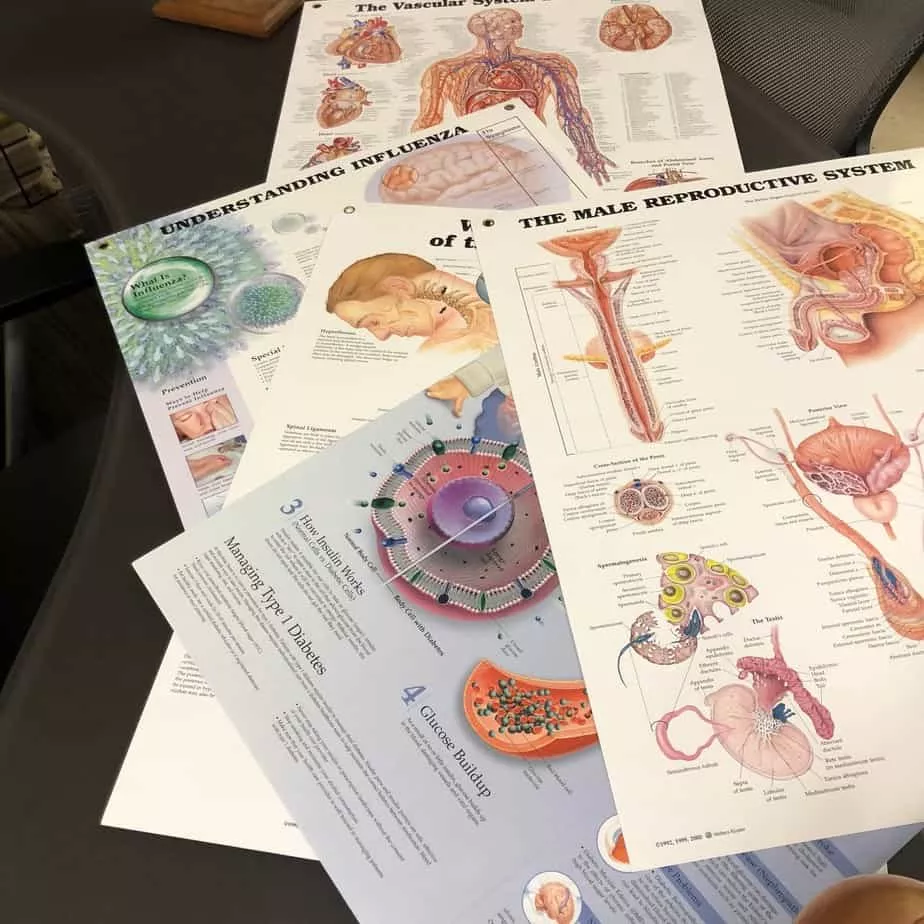 Anatomical Laminated Chart