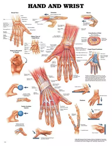 The Hand & Wrist Chart