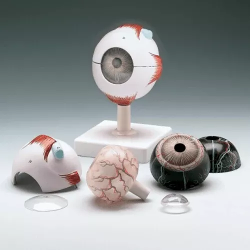Human Eye Model