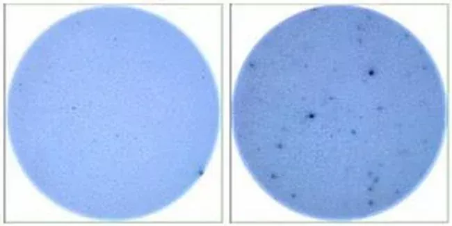 Invitrogen™ IL-13 Monoclonal Antibody (eBio1316H), Functional Grade, eBioscience™, Invitrogen™Greener ChoiceOffers one or more environmental benefits itemized in the U.S. FTC Green Guides.Learn More" />