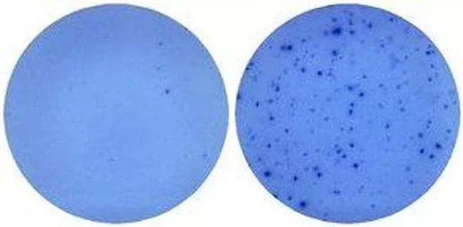 Invitrogen™ IL-5 Monoclonal Antibody (TRFK5), Functional Grade, eBioscience™, Invitrogen™Greener ChoiceOffers one or more environmental benefits itemized in the U.S. FTC Green Guides.Learn More" />