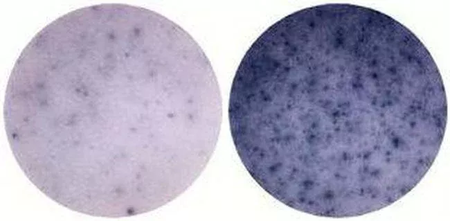 Invitrogen™ IL-6 Monoclonal Antibody (MP5-20F3), Functional Grade, eBioscience™, Invitrogen™Greener ChoiceOffers one or more environmental benefits itemized in the U.S. FTC Green Guides.Learn More" />