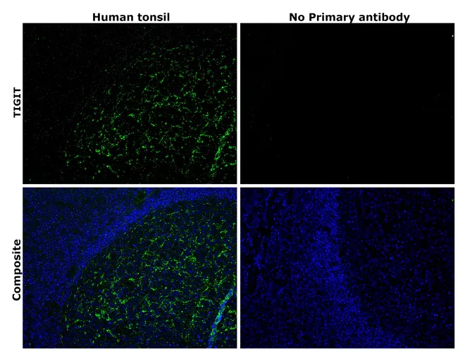 Invitrogen™ TIGIT Monoclonal Antibody (MBSA43), Functional Grade, eBioscience™, Invitrogen™Greener ChoiceOffers one or more environmental benefits itemized in the U.S. FTC Green Guides.Learn More" />