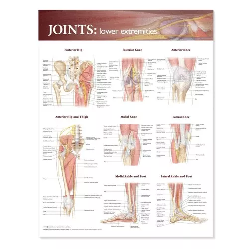 Joints of the Lower Extremities Anatomical Poster