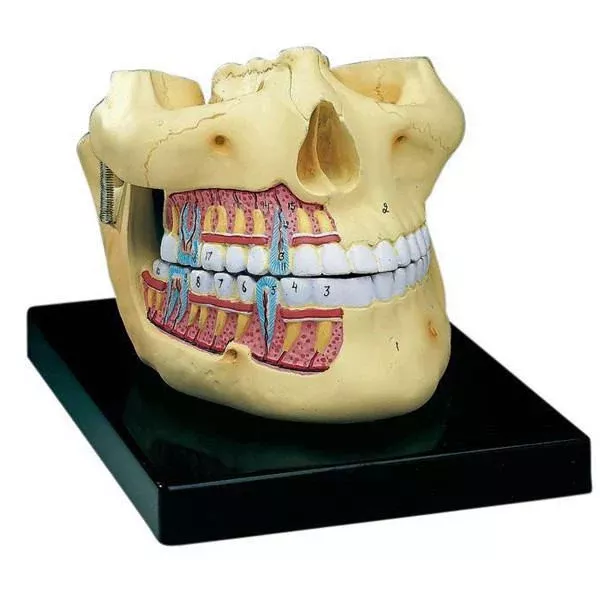 Upper and Lower Jaw Two-Piece Model, Hand-Painted